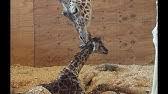 Animal adventure park's johari & oliver giraffe camfor possible giraffe calf watch 2021!we all wait on bated breath to see if johari will grace us with a cal. Johari Oliver Giraffe Cam Animal Adventure Park Youtube
