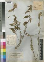 Image result for Lepidagathis scariosa