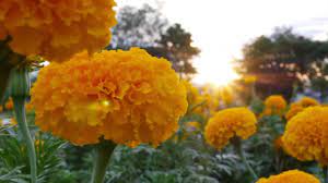 What is the day of the dead beliefs? Day Of The Dead Marigolds Youtube