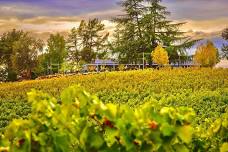 Summer Harvest Days at Starfield Vineyards