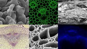 Plant cells are eukaryotic cells present in green plants, photosynthetic eukaryotes of the kingdom plantae. Plant Cell Wall Polysaccharides As Biofuels And Biomaterials Frontiers Research Topic