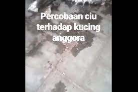 Kemudian ana terfikir untuk memberikan mereka air kelapa sebagai rawatan di rumah. Viral Video Kucing Mati Dicekoki Air Kelapa Polisi Lakukan Penyelidikan Halaman All Kompas Com