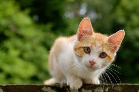 When using this dewormer you'll need to monitor the cats closely as they eat and feed them on individual paper plates to make sure each kitty is getting the proper dosage. What Is The Best Food For Feeding Feral Cats We Re All About Cats
