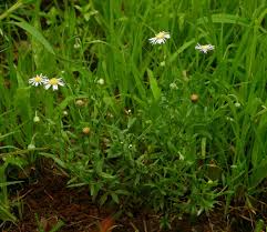 Image result for Felicia clavipilosa