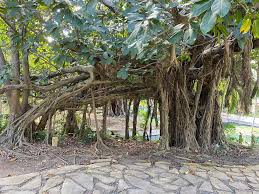 Image result for Ficus lutea