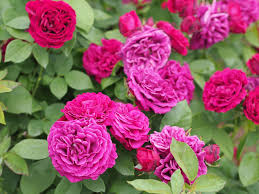 File:Rose, Xavier Olibo, バラ, ザビエル オリボ, (15695245020).jpg