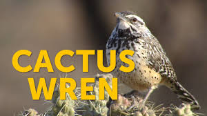 The cactus wren (campylorhynchus brunneicapillus) is a species of wren that is endemic to parts of the southwestern united states, as well as northern and central mexico. What Bird Uses A Cactus For Nesting The Cactus Wren Does Youtube