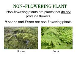 What special parts does a plant have and how do these parts eventually make seeds? P3 Science Plants