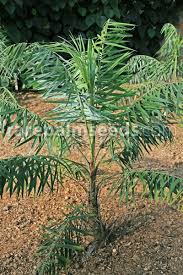 Image result for Diplolophium africanum