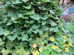 I love pollinators and pretty flowers, too, so many years ago i started growing flowers in all of my vegetable beds. 6 Flowers To Grow In The Vegetable Garden Tenth Acre Farm
