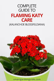 How To Care For Flaming Katy Kalanchoe Blossfeldiana Smart Garden Guide In 2020 Kalanchoe Blossfeldiana House Plant Care Garden Guide