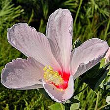 Image result for Hibiscus rhabdotospermus