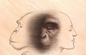 Chimpancés y humanos comparten un ancestro común que vivió a finales del  Mioceno