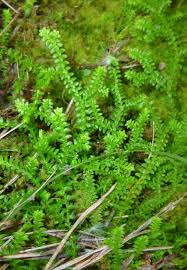 Image result for Selaginella chevalieri