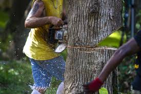 We did not find results for: Pin On Sb Tree Services