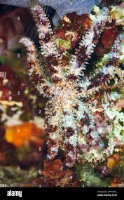 Image result for Gymnosporia tenuispina