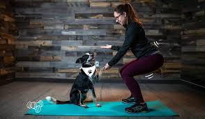 Eine detallierte anleitung und wirkung. Ein Leitfaden Fur Fitness Zu Hause Mit Hund The Dog People By Rover Com