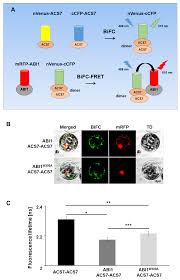 You can check to see if other people are having the same issue. Cells Free Full Text Protein Phosphatases Type 2c Group A Interact With And Regulate The Stability Of Acc Synthase 7 In Arabidopsis Html