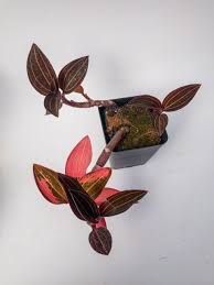 Image result for Vangueria discolor