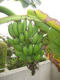 How To Grow Bananas Essential Tips On Growing Banana Trees Grow Banana Tree How To Grow Bananas Banana Plants