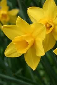 Narcissus Sweetness Narcissus Flower Narcissus Spring Perennials