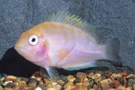 Maybe you would like to learn more about one of these? Convict Archocentrus Nigrofasciatus Cj Aquatic