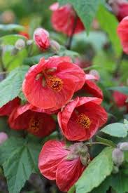 Image result for Abutilon