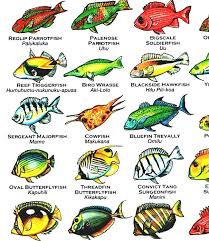 List Of Fish Of Hawaii Hawaiian Fish Chart