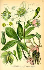 The hellebore flower the picture below is helleborus niger , from my garden, but the discussion applies to most hellebores including the common hybrids found in gardens. Hellebore Wikipedia