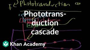 the phototransduction cascade