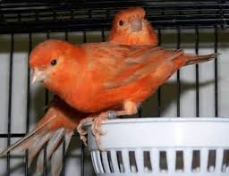 Sudah banyak yang menjadikan ikan gabus ini sebagai ajang bsnis ikan hias, yaitu dengan cara usaha budidaya ikan gabus yang tentunya. 5 Cara Menjodohkan Burung Kenari Dengan Cepat Dan Mudah