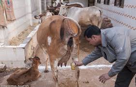 I drink camel urine ~ mustaqim vlog 109. Holy Urine