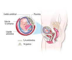 Embarazo Semana 12 Bebe Con Pliegue Nucal Aumentado Natalben