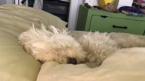 Cute Puppies And More Video Puppies Cute Animals Cute Puppy Videos