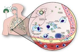 We did not find results for: Virulence Of Aspergillus Fumigatus And Host Pathogen Interactions Leibniz Institute For Natural Product Research And Infection B Biology Interactive Research
