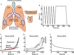 Lung parenchyma definition in english dictionary, lung parenchyma meaning, synonyms, see also 'black lung',iron lung',brown lung disease',coal miner's lung'. Characterizing The Viscoelasticity Of Extra And Intra Parenchymal Lung Bronchi Sciencedirect