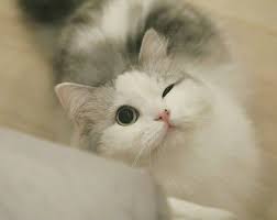 Cat Cats Catlove Catlovers Sweet Sweets Sweetcat Sweetcats Cute Cutes Animal Animals Animallove Ani Guzel Kediler Kediler Ve Yavrulari Cute Kittens