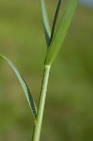 Image result for Panicum repens