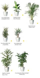 Rent High Light Plants Other Plants From Ambius Indoor Plants Office Plants Plants