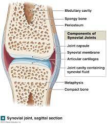The Structure Of A Synovial Joint Synovial Joint Joints Anatomy Human Anatomy And Physiology