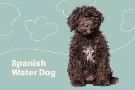 Spanish Water Dog Breed Profile – Top Dog Tips