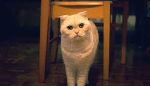 scottish fold ozellikleri ve bakimini 7 adimda ogrenin cat scottish fold scottish fold cats