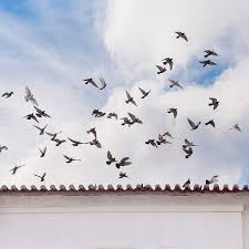 Chimney caps allow the chimney interior to be inaccessible which keeps birds out. How To Get Birds Off Your Roof Uk Intl No More Birds