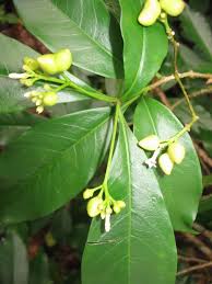 Image result for Rauvolfia nana