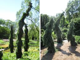 Check spelling or type a new query. Columnar Conifers For The Midwest Finegardening