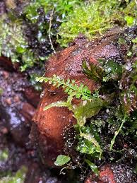 Image result for Didymoglossum erosum