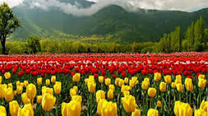 Share these pins for kashmir lovers in the world ❤️. Tulip Garden District Srinagar Government Of Jammu And Kashmir India