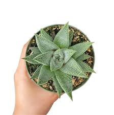 Image result for Haworthia limifolia