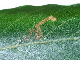 Image result for Stigmella ulmariae