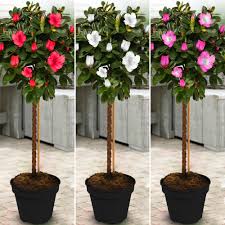 Flowering dwarf trees are ornamental trees used for landscaping purposes with limited or compact growth. Azalea Lollipop Tree Broom Plant Potted Trees For Small Gardens 2ft